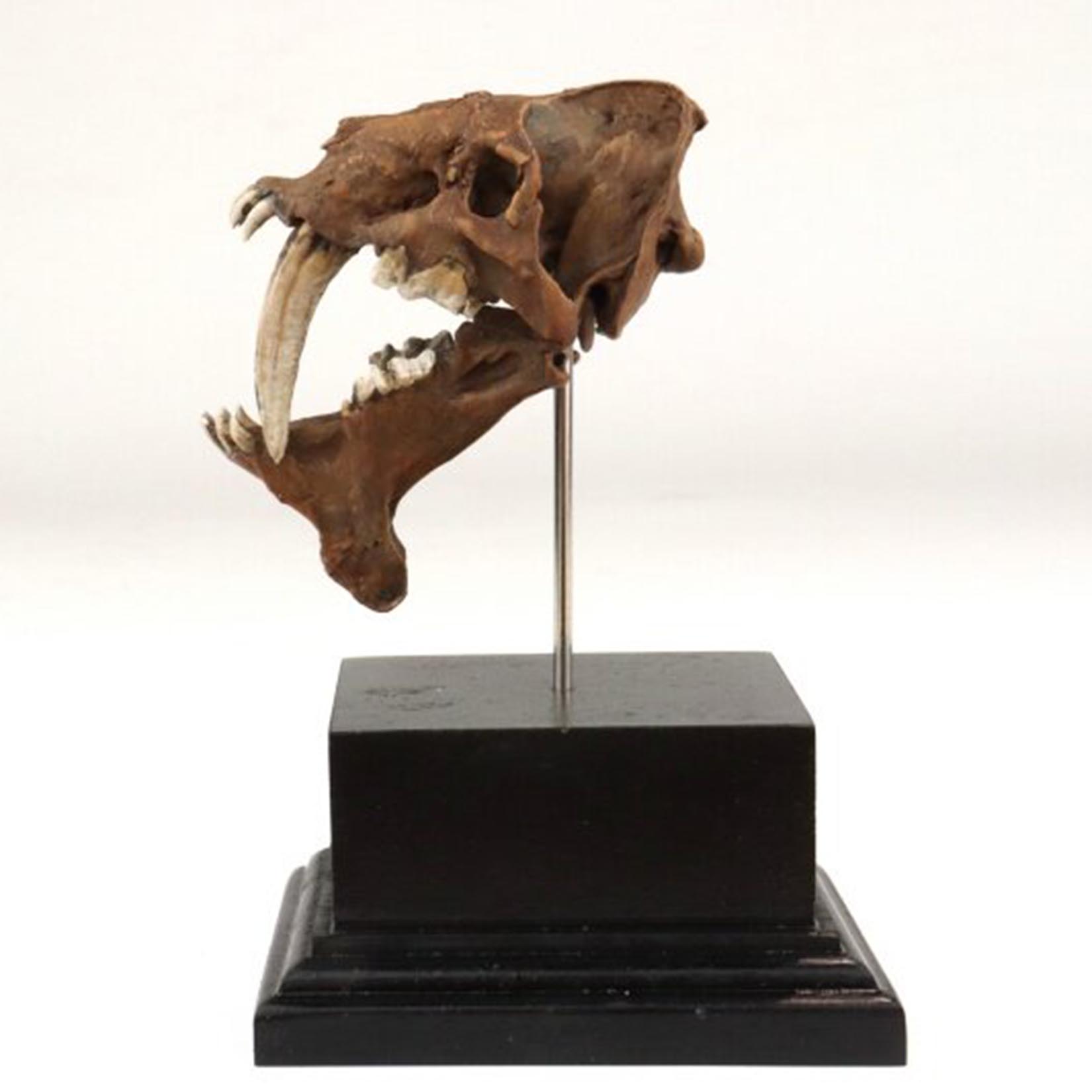 Modelo de Cráneo de Smilodon,  - 3D Printing Tooth reseña y precio