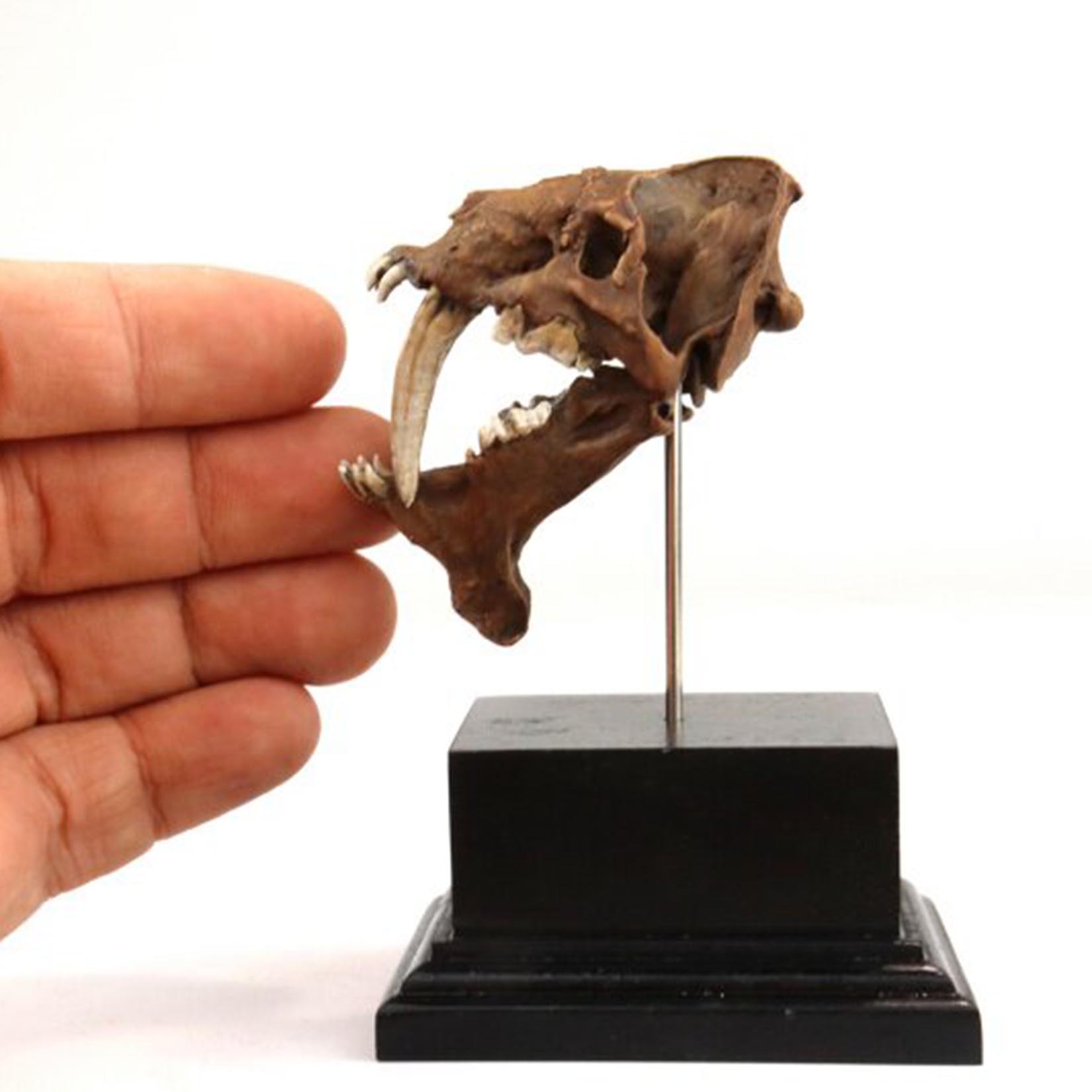 Modelo de Cráneo de Smilodon,  - 3D Printing Tooth reseña y precio