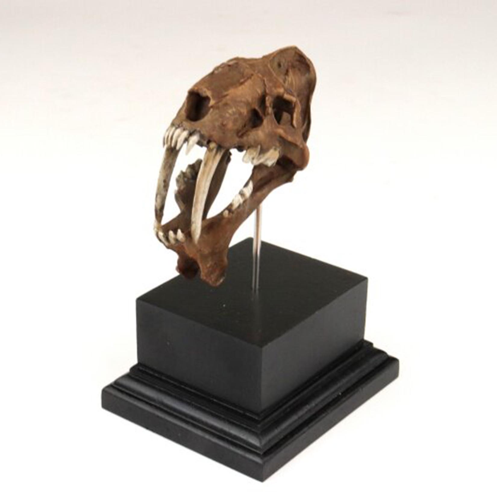 Modelo de Cráneo de Smilodon,  - 3D Printing Tooth reseña y precio